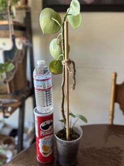 Teardrop Pepperonia