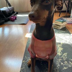 Homemade Tie Dye For Pet Shirts And Hoodies Available 