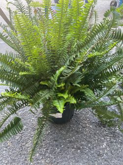 Kimberly Queen Ferns