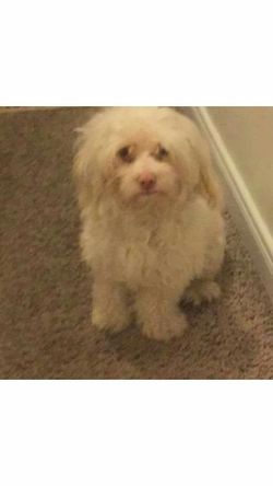 Lost Dog