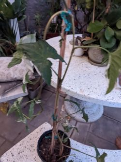 Syngonium Albo, Variegated Syngonium, Tri Color Rare Syngonium