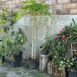 Mata de Papaya