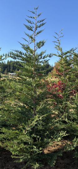 8’-9’ Leyland Cypress