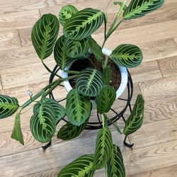 Lime Lemon Maranta Prayer Plant