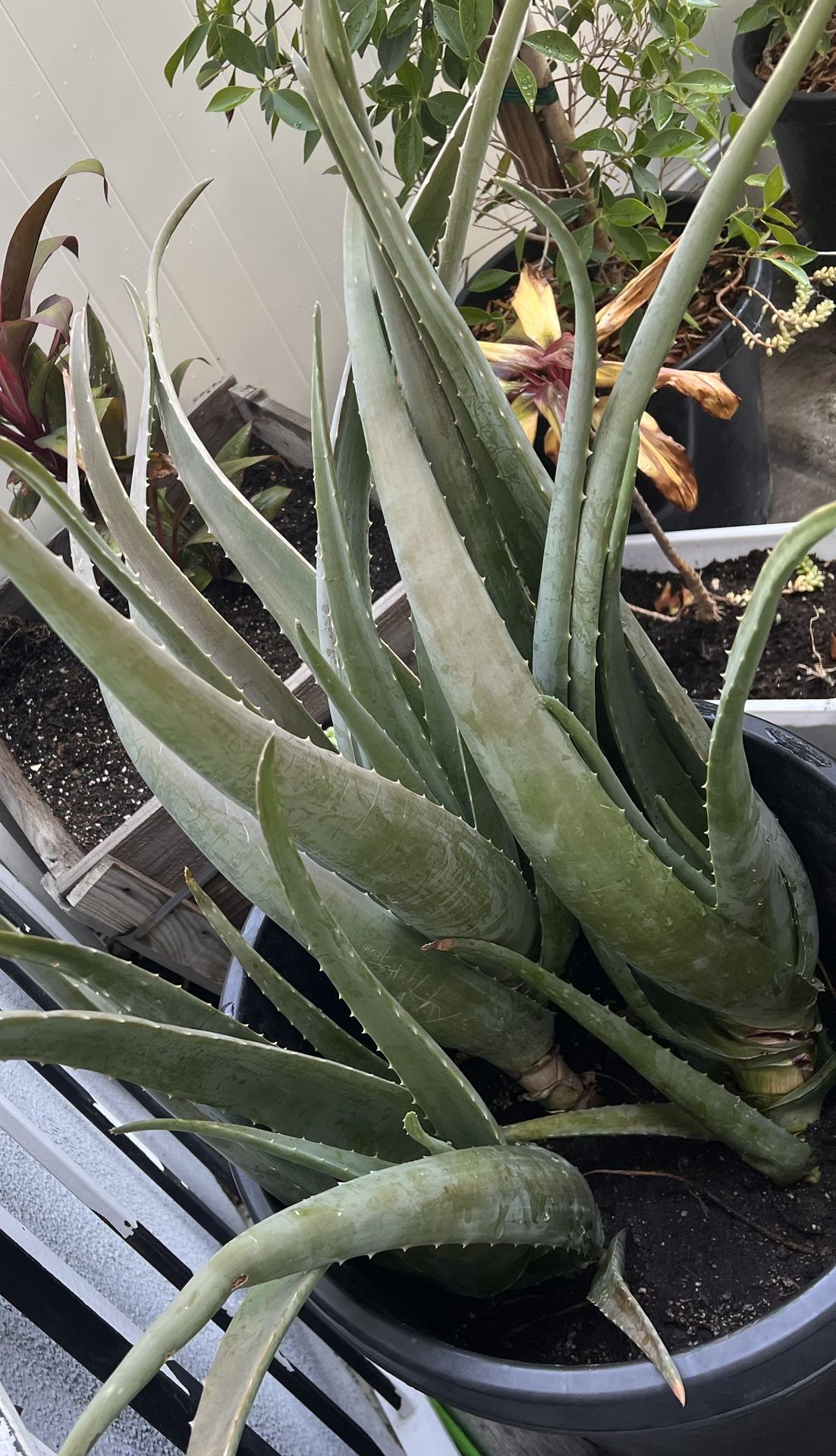 Aloe Vera Succulent Bunch