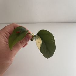 Variegated Rhaphidophora Tetrasperma