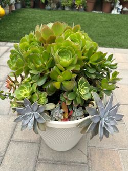 Assorted Succulent Plants