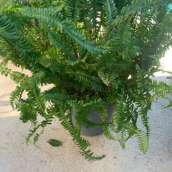 Fern Plant