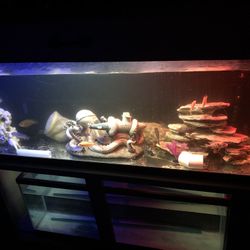 100 Gallon With FX6 And 55gallon With Fluval 407