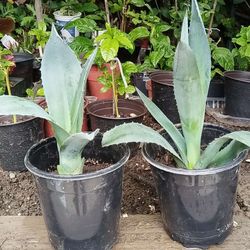 Agave