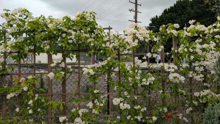 Trellis Bougainvillea