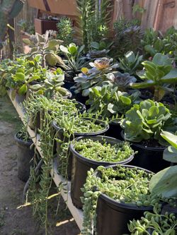 Cactus and succulents 🪴