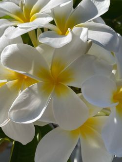 Plumeria flor grande $20