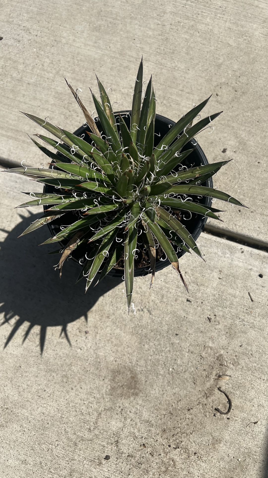 Succulents