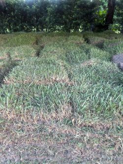 FRESH SOD