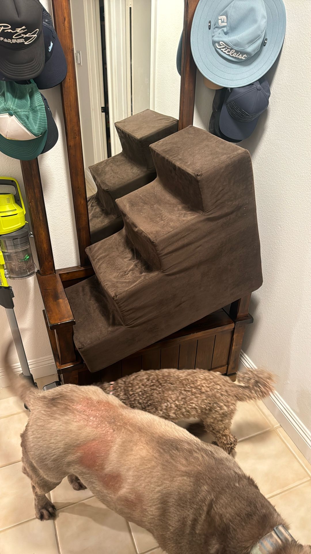 Dog Stairs 