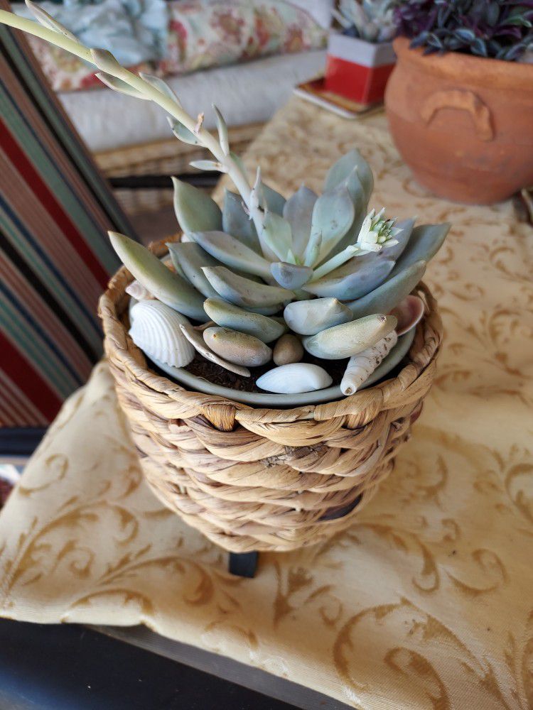 Sweet Blooming Succulent In Ceramic Pot Inbasket Planter