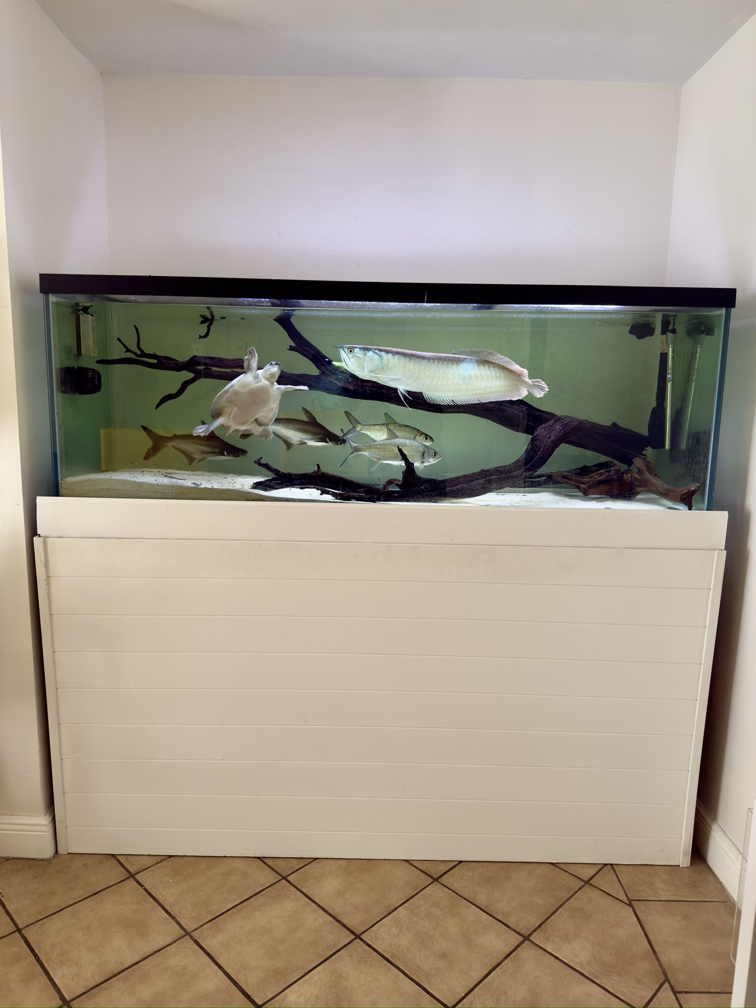 Fish Tank