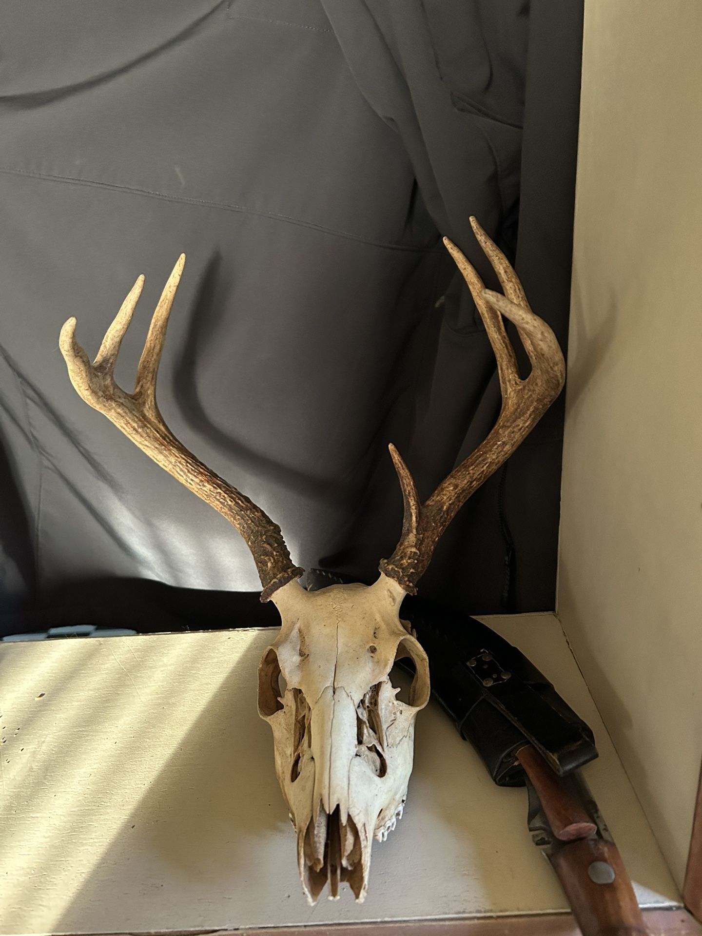 Deer Skull With Antlers