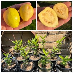 Mexican Cream Guava Trees