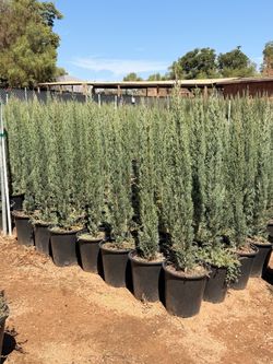 Italian cypress 5 gal 4 feet tall