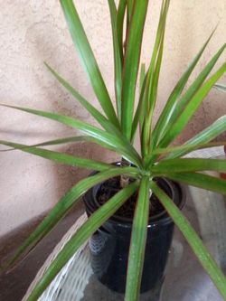 Dracaena plant