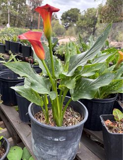 calla lily