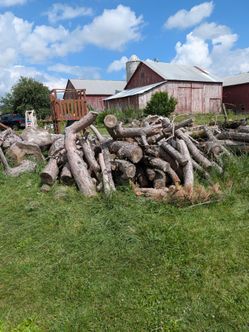 Pine firewood