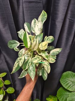 Philodendron Emerald King