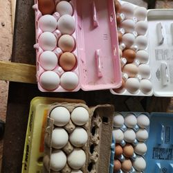Hatching Eggs.  