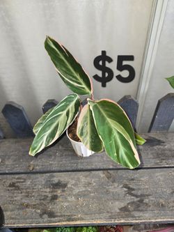 Triostar Plant