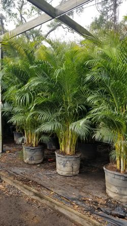 Palm Trees 10ft Tall Delivered And Planted