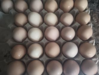 Farm Fresh Eggs