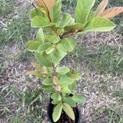 Guava tree 2.5 Feet Tall 2plus Years Old