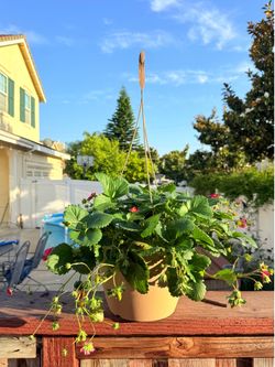 10 plants 🍓 in one hanger sweet strawberries 🍓