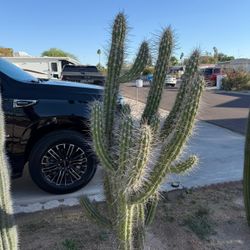Ford Sale Cactus 