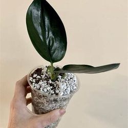 Sciadamus Dark Trebulii