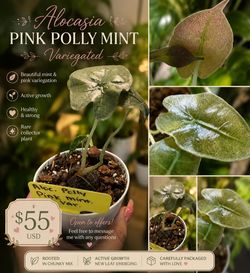 Alocasia Pink Polly Mint