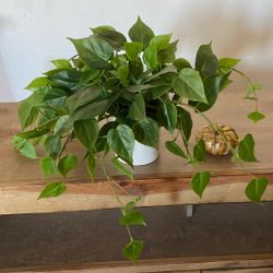 THERESHOLD  fake  plant  🌱