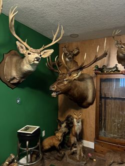Wall Mounts