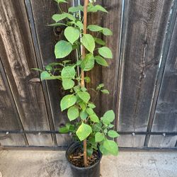 1 Gal Black Night Shade Berry Plant/Manathakali Plant 31” Long 