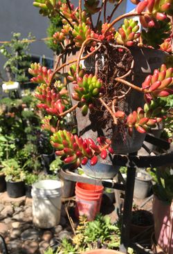 Bright colored jelly beans , some are greenish- reddish in colors (!assorted/ multi colored), multiple roundup variieties, in a gal & in 5gal contain