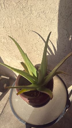 Aloe Vera