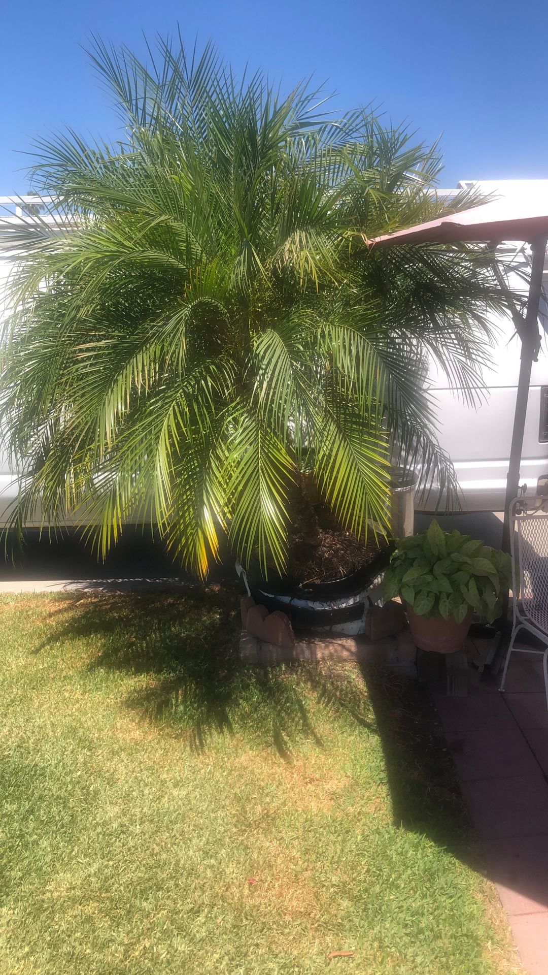 Se Venden 2 Palmas Una 8 Ft Y La Otra 11 Ft Estan En Maceta Necesita Buen Chalan Para Cargarlas $400 Obo,New Products : American Fashion Style Bags On Sale