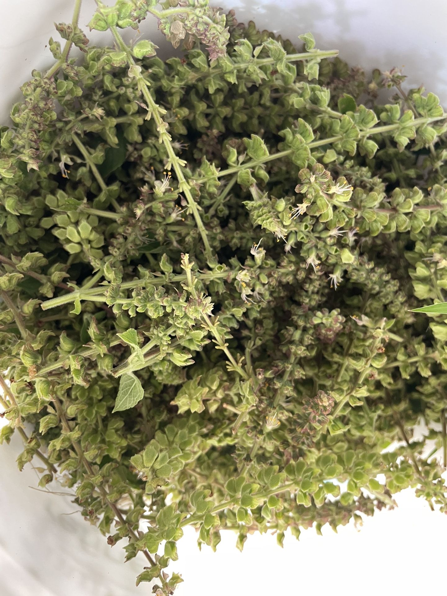 Holy Basil Seeds (Tulsi) Organic Seeds