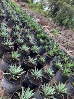 Blue agave flower