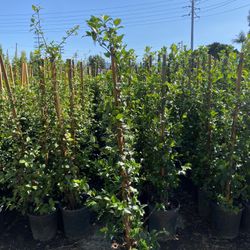 Star Jasmine