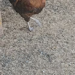 Farm Fresh Chicken