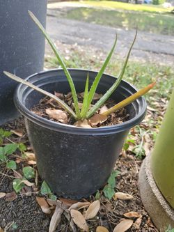 Sabilas