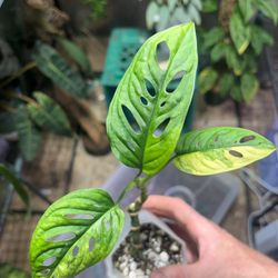 Monstera Adansonii Aurea Variegated